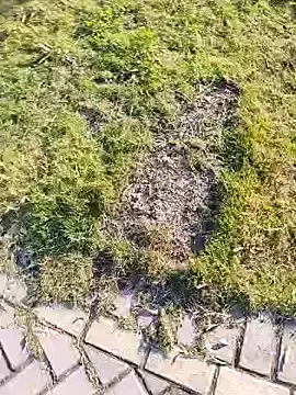 shaoshao-7758のStripchatで最高のライブ配信